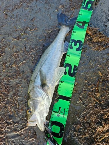 フッコ（マルスズキ）の釣果