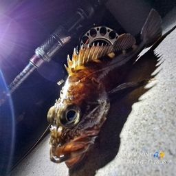 チヌ