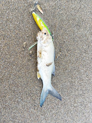 ツバメコノシロの釣果