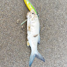 ツバメコノシロ
