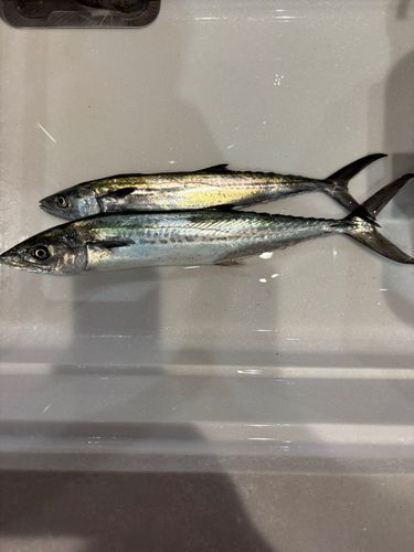 コゾクラの釣果