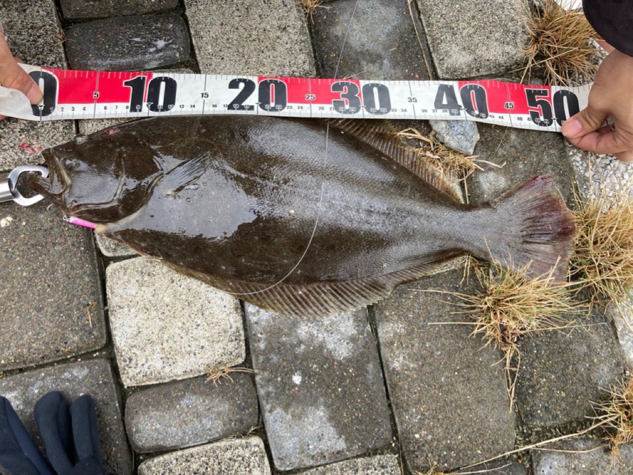 ヤマガブランクス　アーリー　フォーサーフ103 ヒラメ　シーバス Amazon | ヤマガブランクス 22 アーリー フォーサーフ 103M | ヤマガ