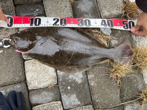 ヒラメの釣果