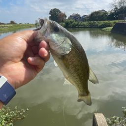 ブラックバス