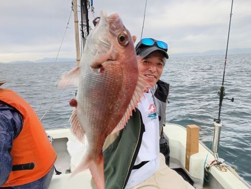 マダイの釣果