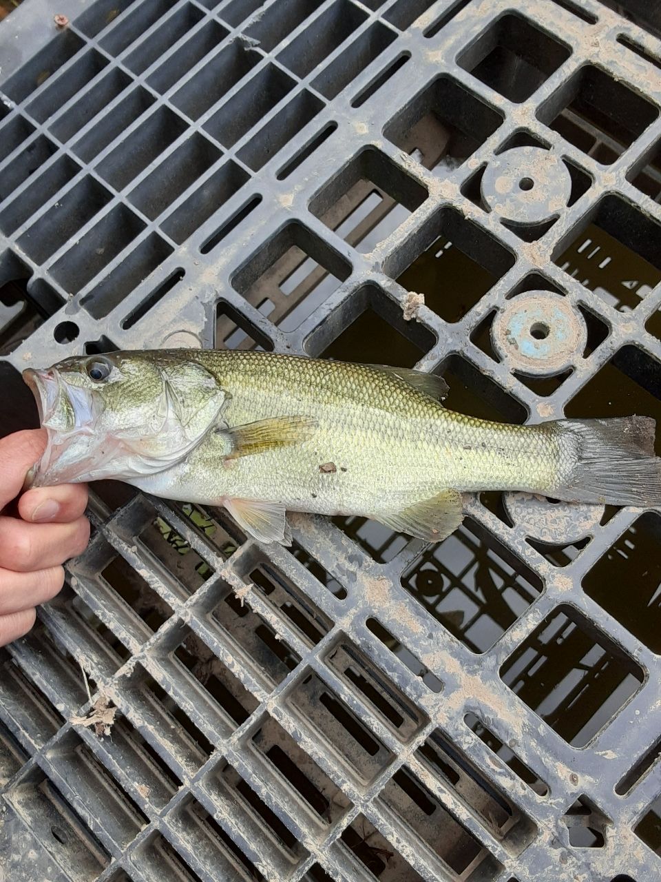 ラージマウスバス