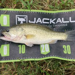 ラージマウスバス