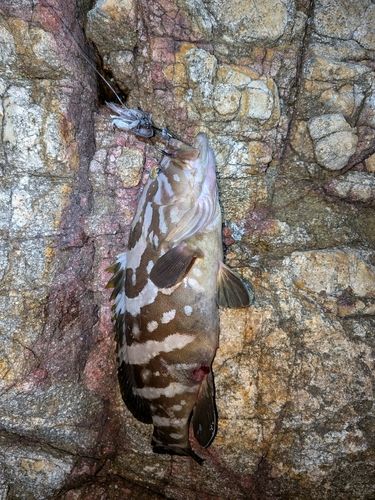 クエの釣果