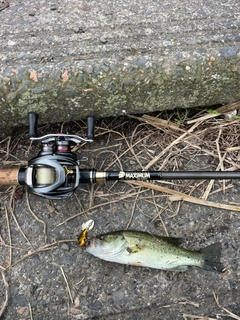 ラージマウスバスの釣果