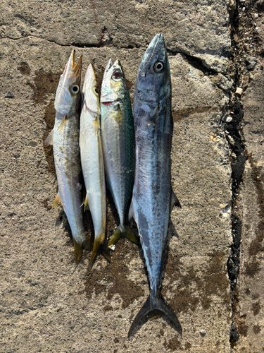 サゴシの釣果