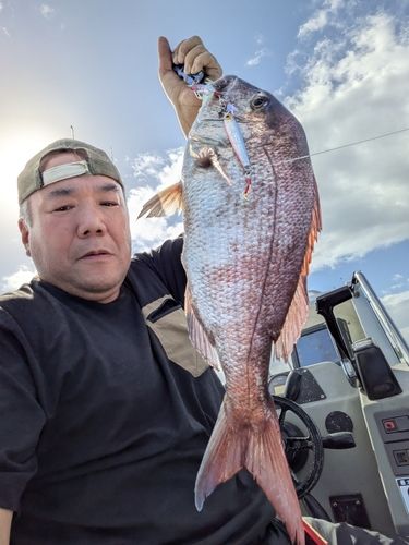 マダイの釣果