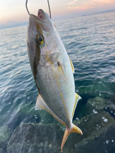 ネリゴの釣果