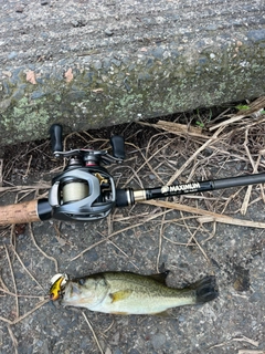 ラージマウスバスの釣果