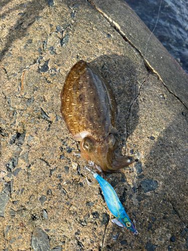 モンゴウイカの釣果
