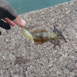 アオリイカ