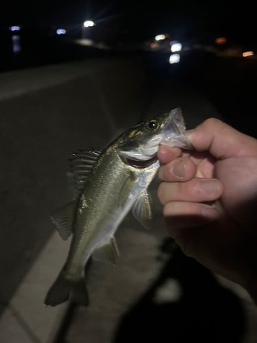 セイゴ（マルスズキ）の釣果