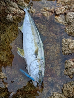 ヒラマサの釣果