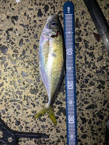 マアジの釣果