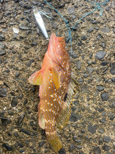 アコウの釣果