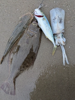 ヒラメの釣果