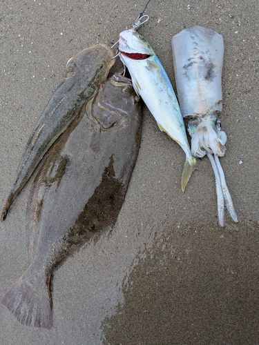 ヒラメの釣果