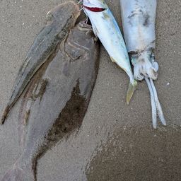ヒラメ