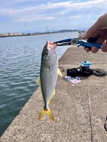 イナダの釣果