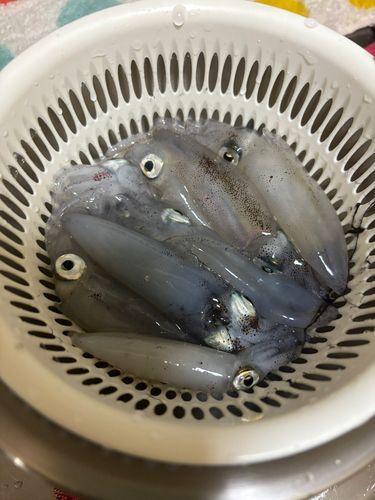 マメイカの釣果
