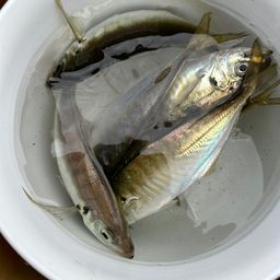 アジ