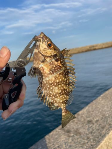アイゴの釣果