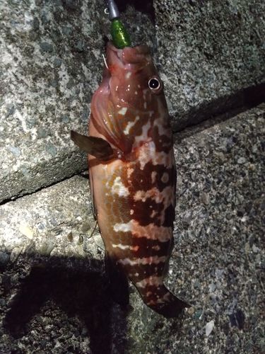 アコウの釣果