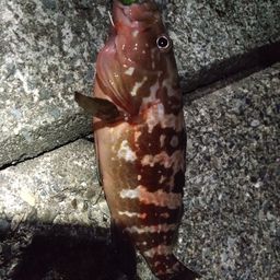 アコウ