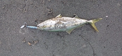 ワカシの釣果