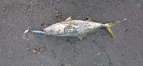 ワカシの釣果