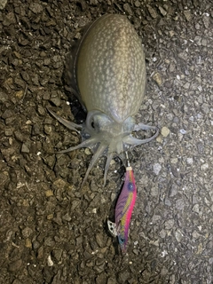シリヤケイカの釣果