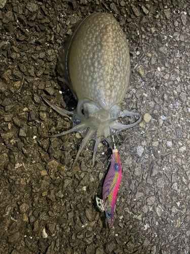 シリヤケイカの釣果