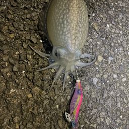 シリヤケイカ