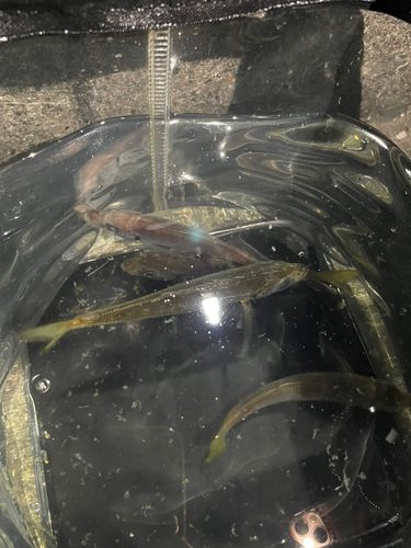 マアジの釣果