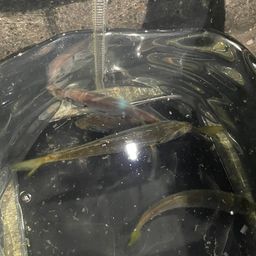 マアジ