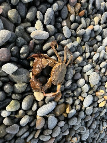 モクズガニの釣果