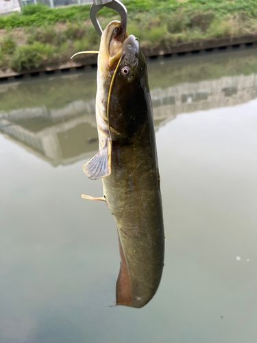 ナマズの釣果