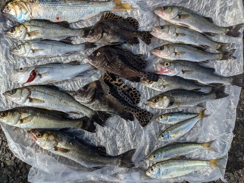 若洲海浜公園海釣り施設