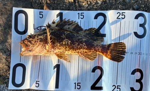 ベッコウゾイの釣果