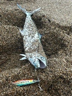 サゴシの釣果