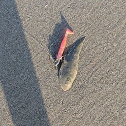 シタビラメ