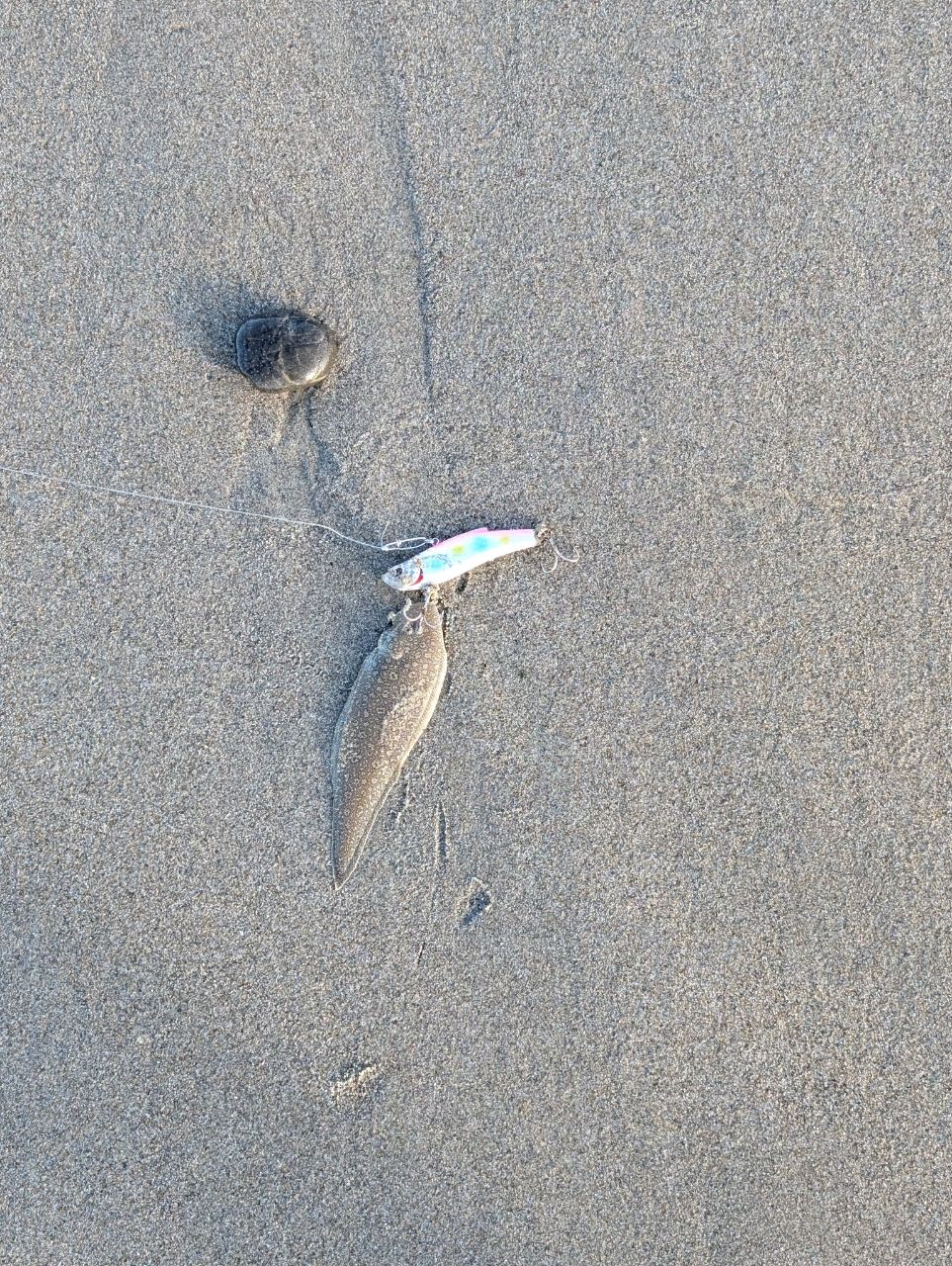 シタビラメ