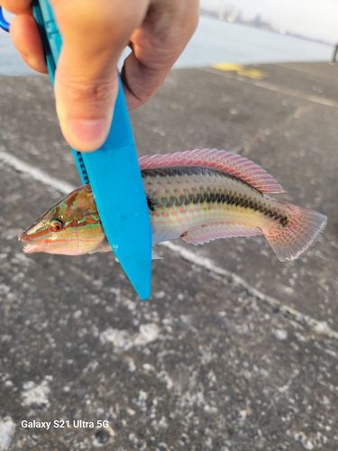 釣果