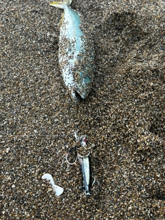 ツバイソの釣果