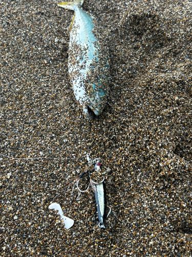 ツバイソの釣果