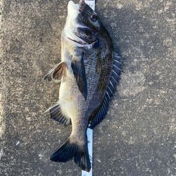 クロダイ
